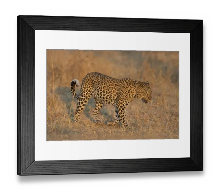 Framed Print : Leopard (Panthera pardus) walking, Zambia, South Luangwa National Park Framed Print : Leopard (Panthera pardus) walking, Zambia, South Luangwa National Park