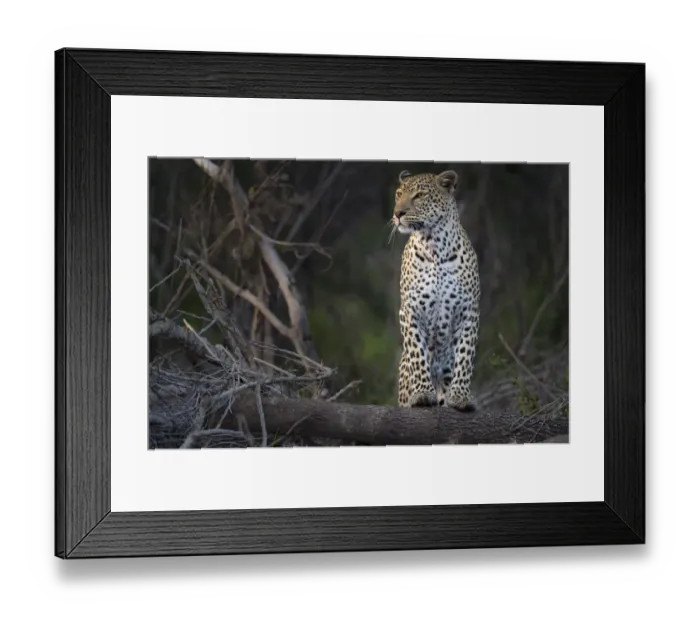 Framed Print : Leopard (Panthera pardus) female being alert, South Africa, mpumalanga, sabi sands