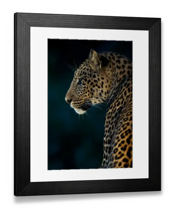 Framed Print : Side profile of leopard (Panthera pardus) at night, Botswana, Mashatu Game Reserve Framed Print : Side profile of leopard (Panthera pardus) at night, Botswana, Mashatu Game Reserve