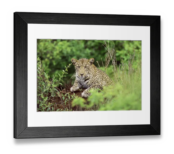 Framed Print : Leopard (Panthera pardus) on termite hill, Kenya, Tsavo West National Park Framed Print : Leopard (Panthera pardus) on termite hill, Kenya, Tsavo West National Park
