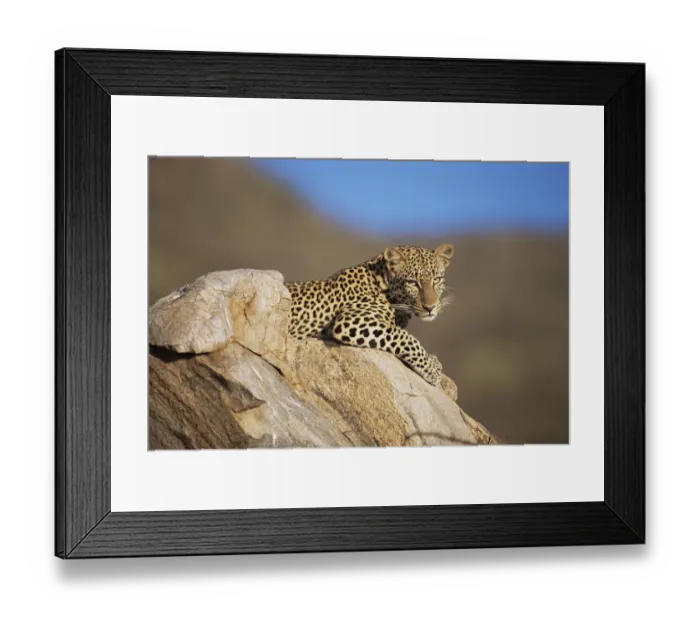 Framed Print : Leopard (Panthera pardus) restting on rock, Kenya, Samburu National Reserve Framed Print : Leopard (Panthera pardus) restting on rock, Kenya, Samburu National Reserve