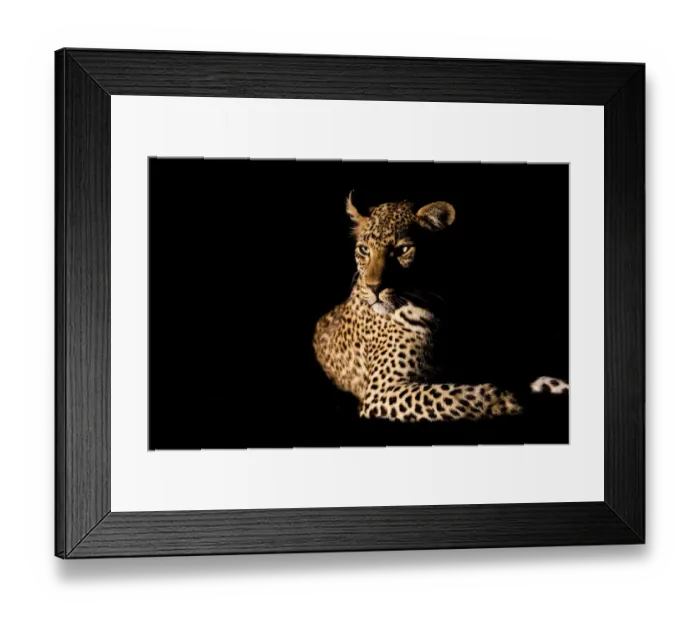 Framed Print : Leopard (Panthera pardus) female resting in the spotlight, peering through the dark Framed Print : Leopard (Panthera pardus) female resting in the spotlight, peering through the dark