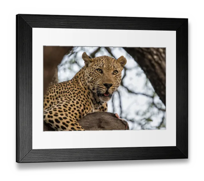 Framed Print : Leopard (Panthera pardus) lying in a tree eating a wartog, Sabi Sands Game Reserve Framed Print : Leopard (Panthera pardus) lying in a tree eating a wartog, Sabi Sands Game Reserve