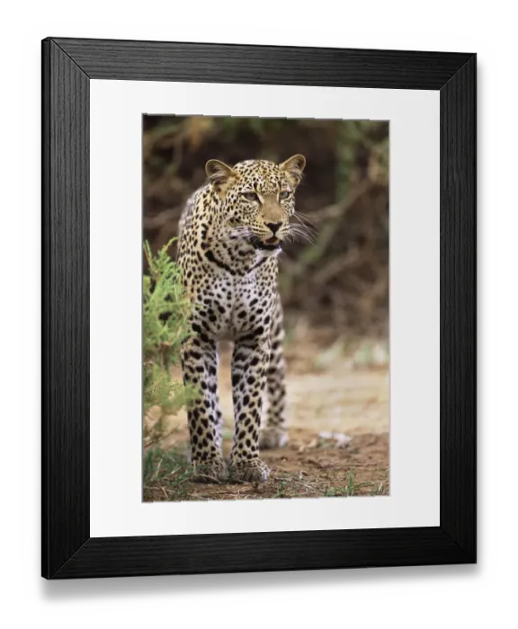 Framed Print : Leopard (Panthera pardus) on alert, Kenya, Buffalo Springs National Reserve Framed Print : Leopard (Panthera pardus) on alert, Kenya, Buffalo Springs National Reserve
