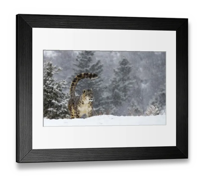 Framed Print : Snow Leopard (Panthera uncia) standing in the snow, Montana, United States Framed Print : Snow Leopard (Panthera uncia) standing in the snow, Montana, United States