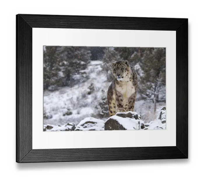 Framed Print : Snow Leopard (Panthera uncia) standing on rock in the snow, Montana, United States Framed Print : Snow Leopard (Panthera uncia) standing on rock in the snow, Montana, United States