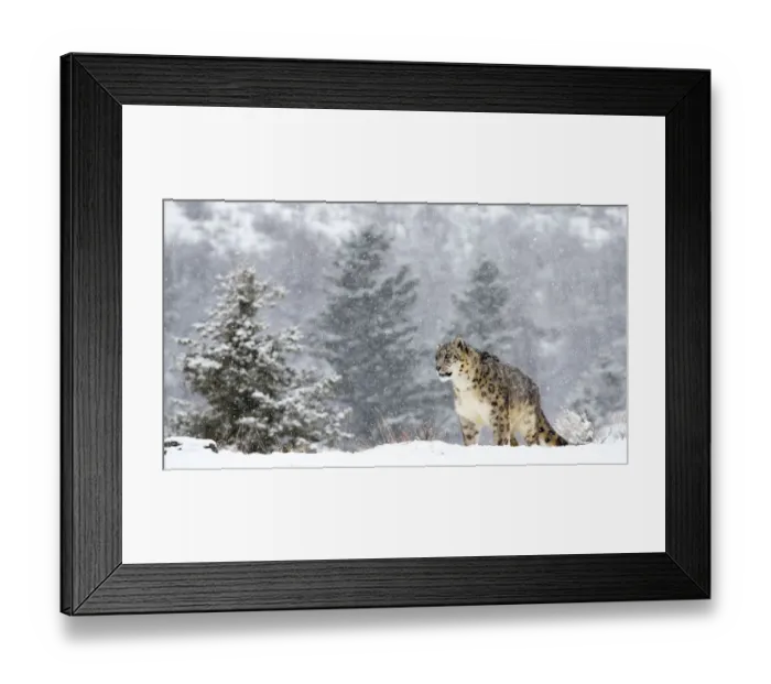 Framed Print : Snow Leopard (Panthera uncia) standing in the snow, Montana, United States Framed Print : Snow Leopard (Panthera uncia) standing in the snow, Montana, United States