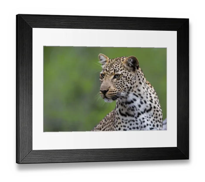 Framed Print : Portrait of a young female Leopard (Panthera pardus), Sabi Sands Game Reserve, Mpumalanga Framed Print : Portrait of a young female Leopard (Panthera pardus), Sabi Sands Game Reserve, Mpumalanga