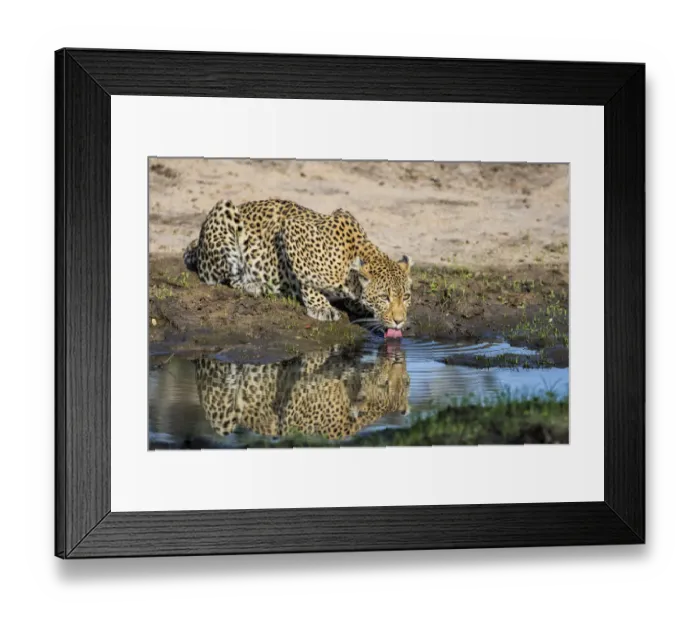 Framed Print : Female Leopard (Panthera pardus) drinking, Sabi Sands Game Reserve, Mpumalanga Framed Print : Female Leopard (Panthera pardus) drinking, Sabi Sands Game Reserve, Mpumalanga