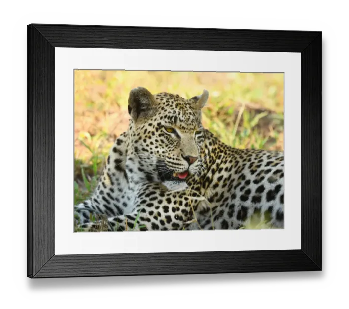 Framed Print : Leopard (Panthera pardus) portrait in close up, Londolozi Game Reserve, South Africa