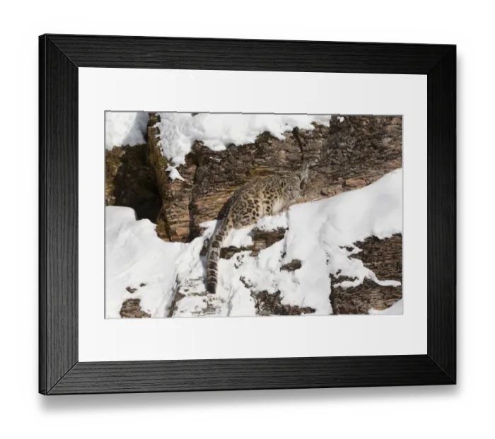 Framed Print : Snow Leopard (Panthera uncia) adult standing on rock face, Montana, USA Framed Print : Snow Leopard (Panthera uncia) adult standing on rock face, Montana, USA