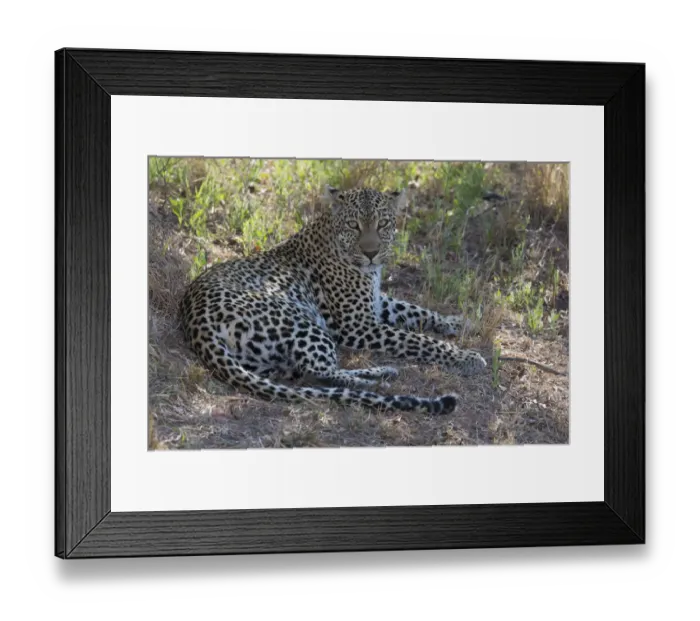 Framed Print : Leopard (Panthera pardus) female resting in the shade, South Africa, Mpumalanga Framed Print : Leopard (Panthera pardus) female resting in the shade, South Africa, Mpumalanga
