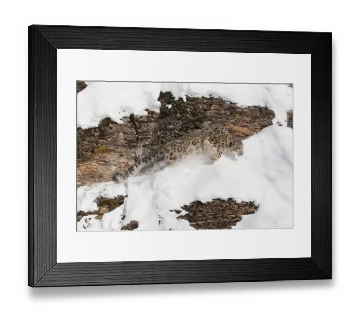Framed Print : Snow Leopard (Panthera uncia) adult running on rock face, Montana, USA Framed Print : Snow Leopard (Panthera uncia) adult running on rock face, Montana, USA
