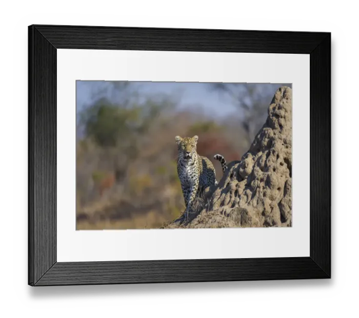 Framed Print : Female Leopard (Panthera pardus) beside anthill at sunrise, South Africa, Mpumulanga Framed Print : Female Leopard (Panthera pardus) beside anthill at sunrise, South Africa, Mpumulanga