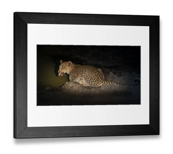 Framed Print : Leopard (Panthera pardus) cub drinking water at night, Okavango Delta, Botswana Framed Print : Leopard (Panthera pardus) cub drinking water at night, Okavango Delta, Botswana