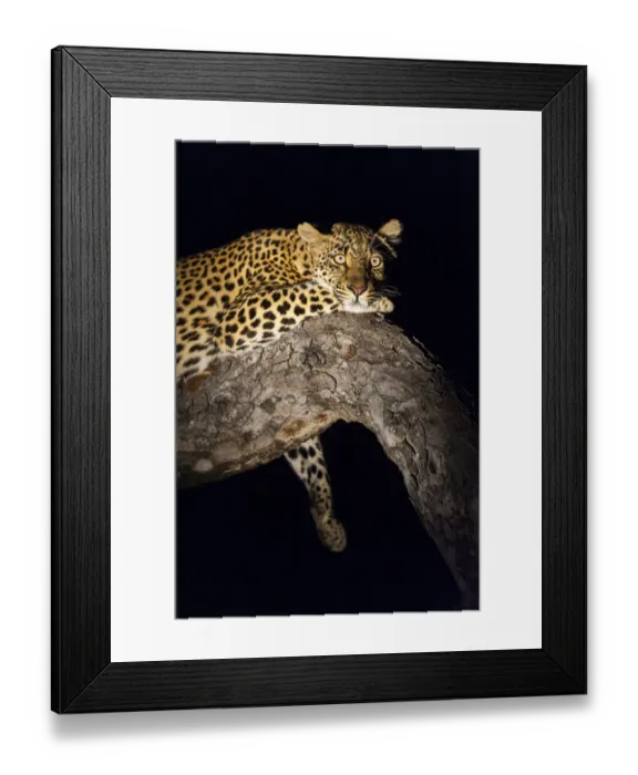 Framed Print : Spot lit Leopard (panthera pardus) laying on a tree branch at night, South Africa Framed Print : Spot lit Leopard (panthera pardus) laying on a tree branch at night, South Africa