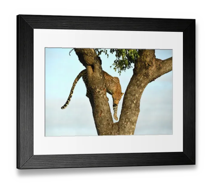 Framed Print : Leopard (Panthera pardus) climbing down tree, Londolozi Game Reserve, South Africa Framed Print : Leopard (Panthera pardus) climbing down tree, Londolozi Game Reserve, South Africa