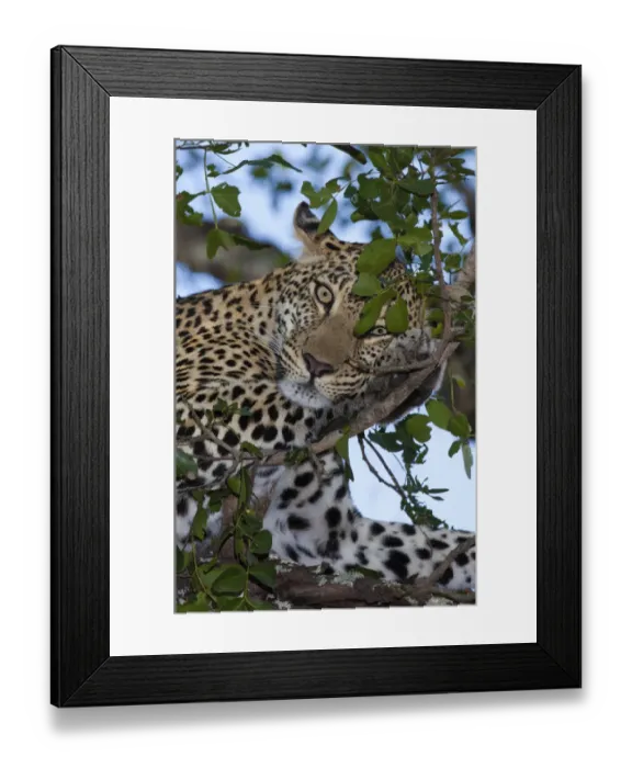 Framed Print : Close up of a female Leopard (panthera pardus) perched in a tree, South Africa Framed Print : Close up of a female Leopard (panthera pardus) perched in a tree, South Africa