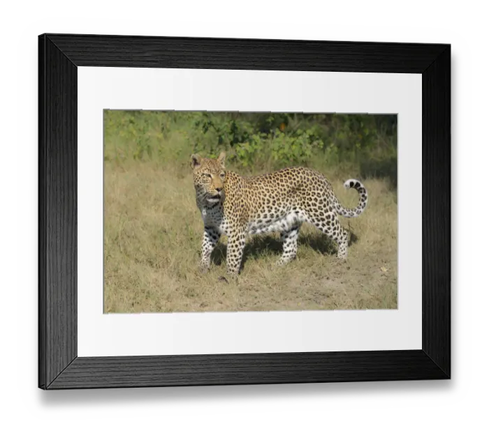 Framed Print : A Leopard (Panthera pardus) hunting in the day, Botswana, Moremi, Khwai Reserve Framed Print : A Leopard (Panthera pardus) hunting in the day, Botswana, Moremi, Khwai Reserve