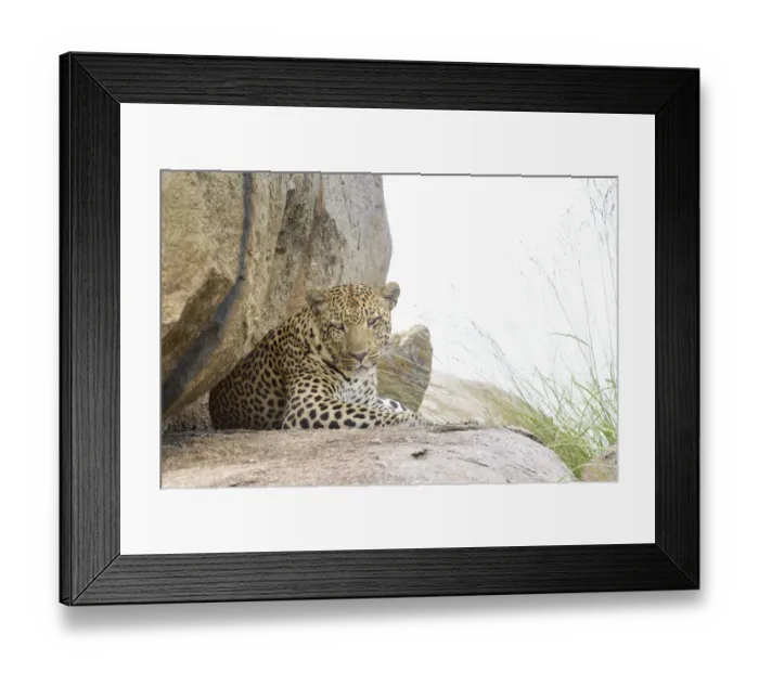 Framed Print : Leopard (Panthera pardus) resting on a rock and looking at camera Framed Print : Leopard (Panthera pardus) resting on a rock and looking at camera