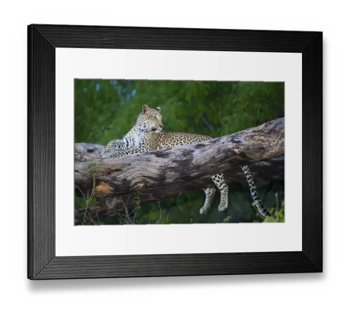 Framed Print : Leopard (Panthera pardus) female resting on tree branch, Okavango Delta, Botswana Framed Print : Leopard (Panthera pardus) female resting on tree branch, Okavango Delta, Botswana