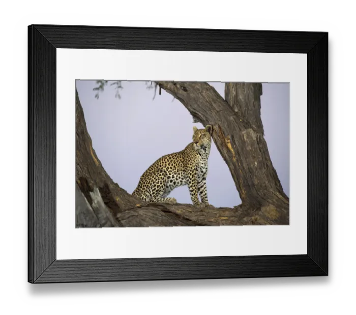 Framed Print : Leopard (Panthera pardus) in a tree, Botswana, Moremi, Khwai Reserve Framed Print : Leopard (Panthera pardus) in a tree, Botswana, Moremi, Khwai Reserve