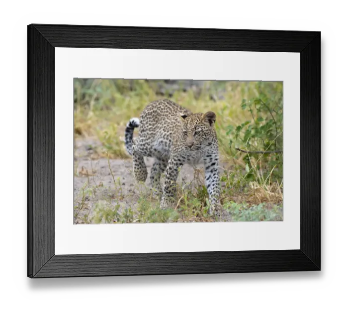 Framed Print : Leopard (Panthera pardus) young female walking, Okavango Delta, Botswana Framed Print : Leopard (Panthera pardus) young female walking, Okavango Delta, Botswana