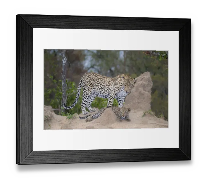 Framed Print : Leopard (Panthera pardus) female and her young resting, South Africa, Mpumalanga Framed Print : Leopard (Panthera pardus) female and her young resting, South Africa, Mpumalanga