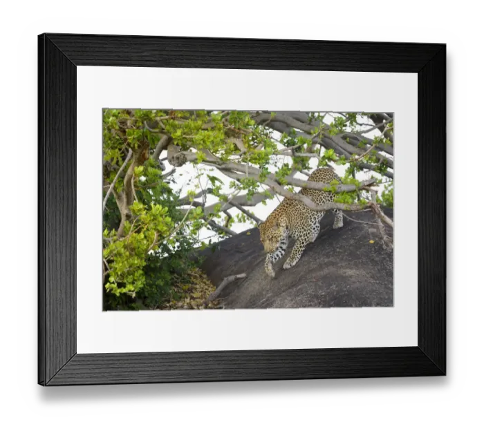 Framed Print : Leopard (Panthera pardus) walking over rock under acacia tree, hiding out of sight Framed Print : Leopard (Panthera pardus) walking over rock under acacia tree, hiding out of sight