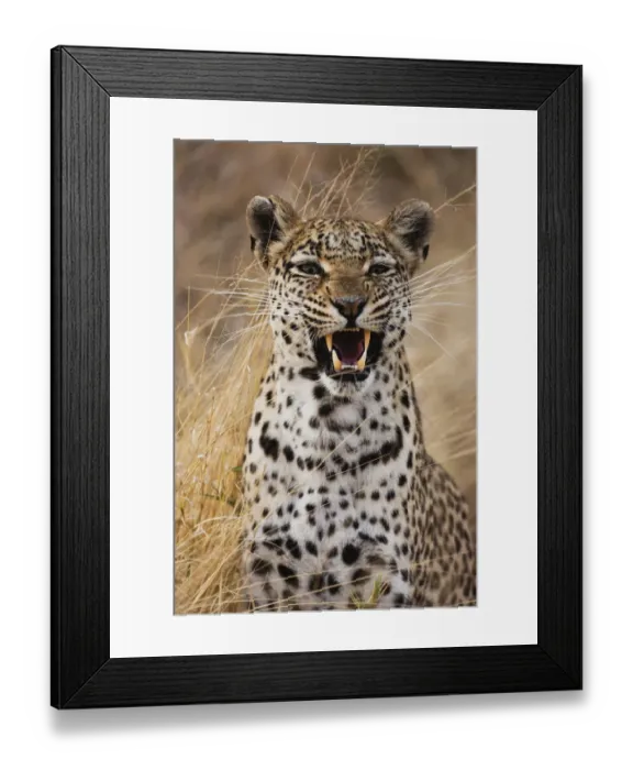 Framed Print : A leopard (Panthera pardus) snarling, portrait, Khwai River, Botswana, Botswana Framed Print : A leopard (Panthera pardus) snarling, portrait, Khwai River, Botswana, Botswana
