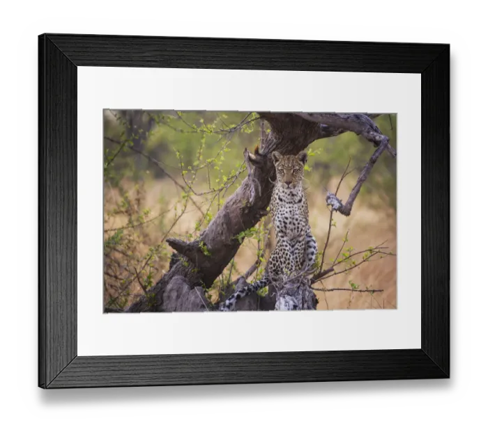 Framed Print : A leopard (Panthera pardus) posing on a log at sunrise, portrait, Khwai River, Botswana Framed Print : A leopard (Panthera pardus) posing on a log at sunrise, portrait, Khwai River, Botswana
