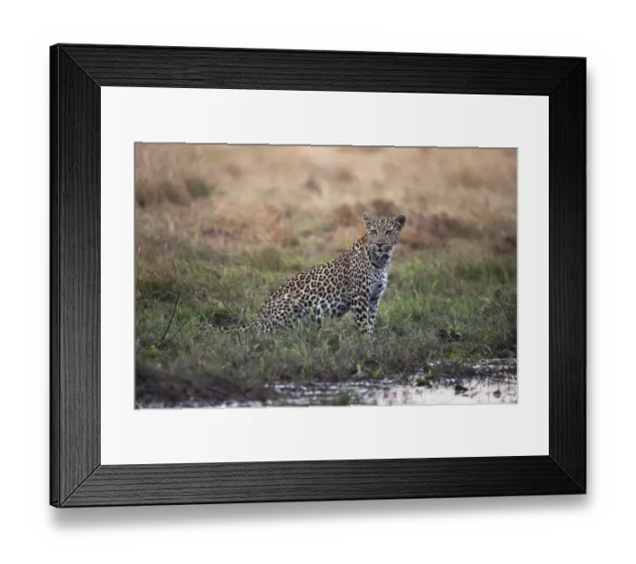 Framed Print : An alert female leopard (Panthera pardus) sits by a river looking for prey, Khwai River Framed Print : An alert female leopard (Panthera pardus) sits by a river looking for prey, Khwai River