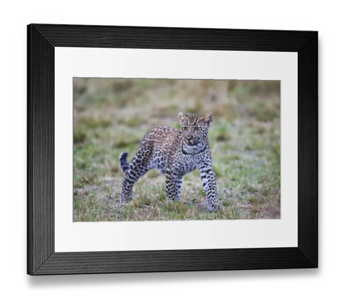 Framed Print : The leopard cub ( Panthera pardus ) looking for its mother, Masai Mara, Kenya, Africa