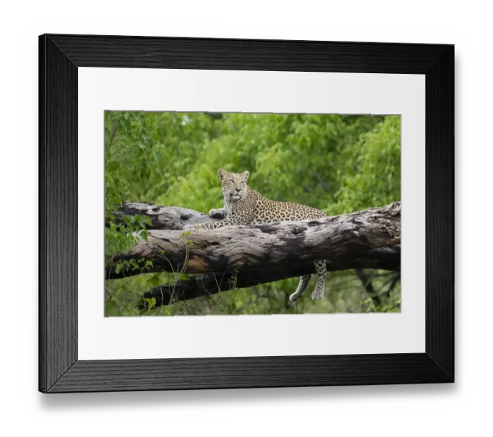 Framed Print : Leopard (Panthera pardus) female laying on fallen tree trunk, Okavango Delta, Botswana Framed Print : Leopard (Panthera pardus) female laying on fallen tree trunk, Okavango Delta, Botswana