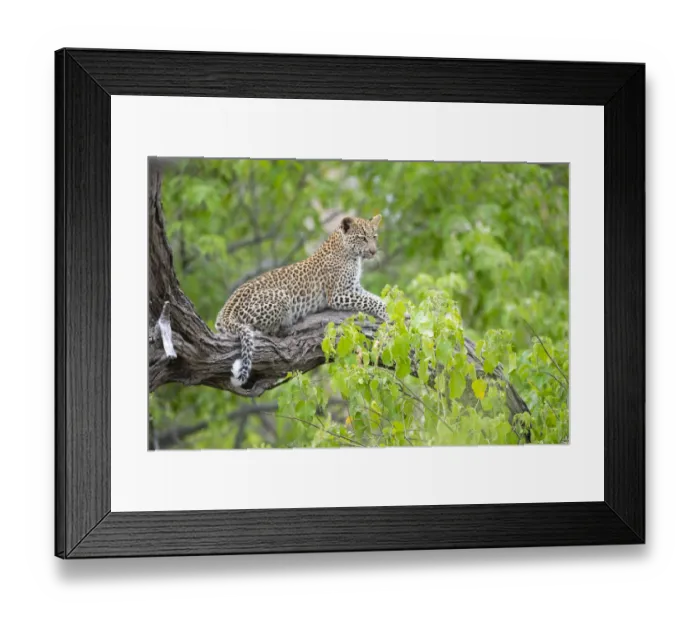 Framed Print : Leopard (Panthera pardus) young female on tree branch, Okavango Delta, Botswana Framed Print : Leopard (Panthera pardus) young female on tree branch, Okavango Delta, Botswana