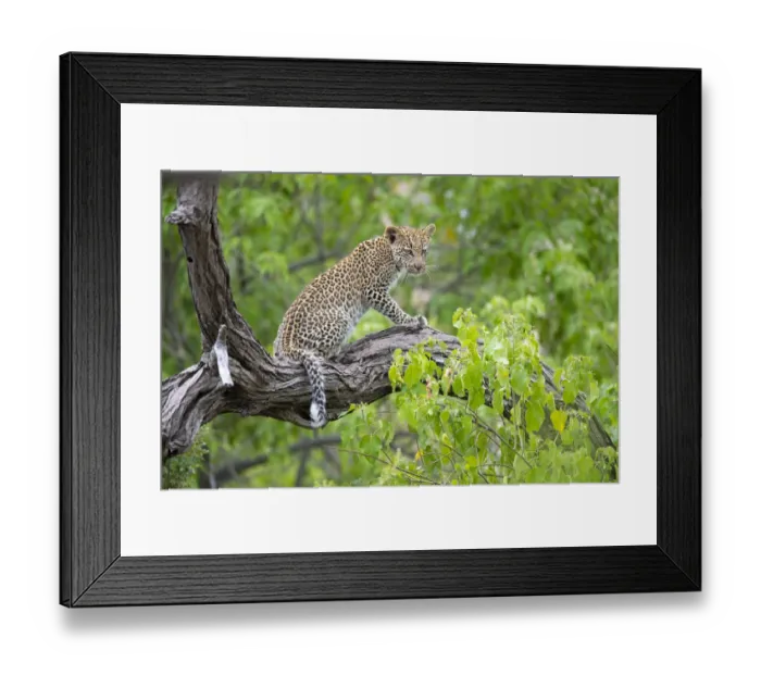 Framed Print : Leopard (Panthera pardus) young female sitting on a tree branch, Okavango Delta, Botswana Framed Print : Leopard (Panthera pardus) young female sitting on a tree branch, Okavango Delta, Botswana