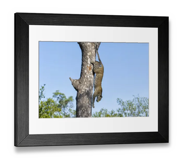 Framed Print : Leopard (Panthera pardus) coming down a tree very fast in Sabi Sands Private Game Reserve Framed Print : Leopard (Panthera pardus) coming down a tree very fast in Sabi Sands Private Game Reserve