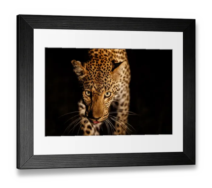 Framed Print : Leopard (Panthera pardus) female walking through the dark Framed Print : Leopard (Panthera pardus) female walking through the dark
