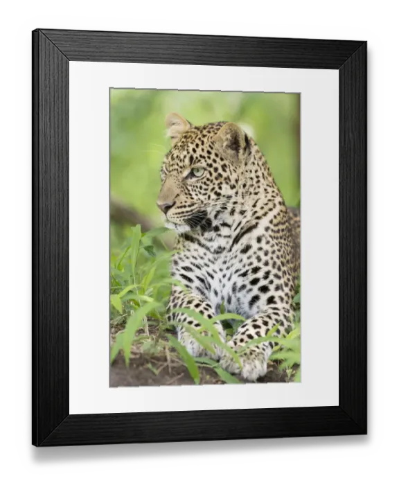 Framed Print : African Leopard (Panthera pardus) lying down in the forest, Masai Mara national reserve Framed Print : African Leopard (Panthera pardus) lying down in the forest, Masai Mara national reserve