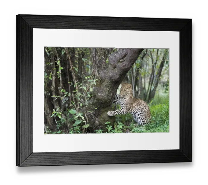 Framed Print : African Leopard (Panthera pardus) marking tree for territory in forest Framed Print : African Leopard (Panthera pardus) marking tree for territory in forest