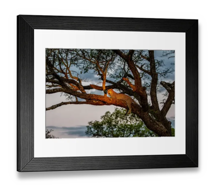 Framed Print : Leopard (Panthera pardus) female resting in a tree just before dark Framed Print : Leopard (Panthera pardus) female resting in a tree just before dark