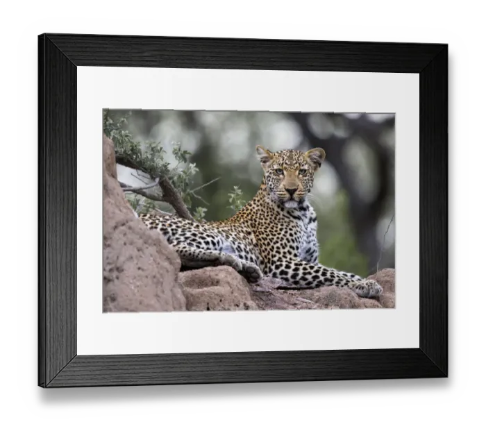 Framed Print : Leopard (Panthera pardus) resting on a rock and looking at the camera, Mpumalanga Framed Print : Leopard (Panthera pardus) resting on a rock and looking at the camera, Mpumalanga