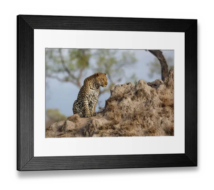 Framed Print : Leopard (Panthera pardus ) male sitting on a termite hill, Sabi Sands Game Reserve Framed Print : Leopard (Panthera pardus ) male sitting on a termite hill, Sabi Sands Game Reserve