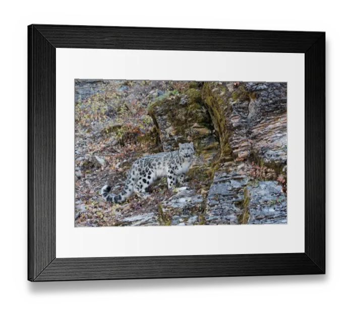 Framed Print : Snow Leopard (Panthera uncia) adult standing on rock face, controlled conditions