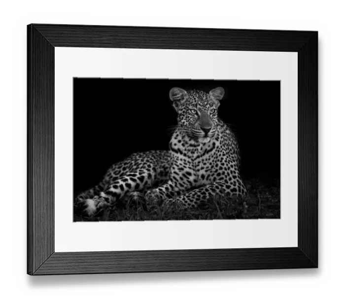 Framed Print : Leopard (Panthera pardus) female in the dark, Sabi Sands Private Game Reserve, Mpumalanga