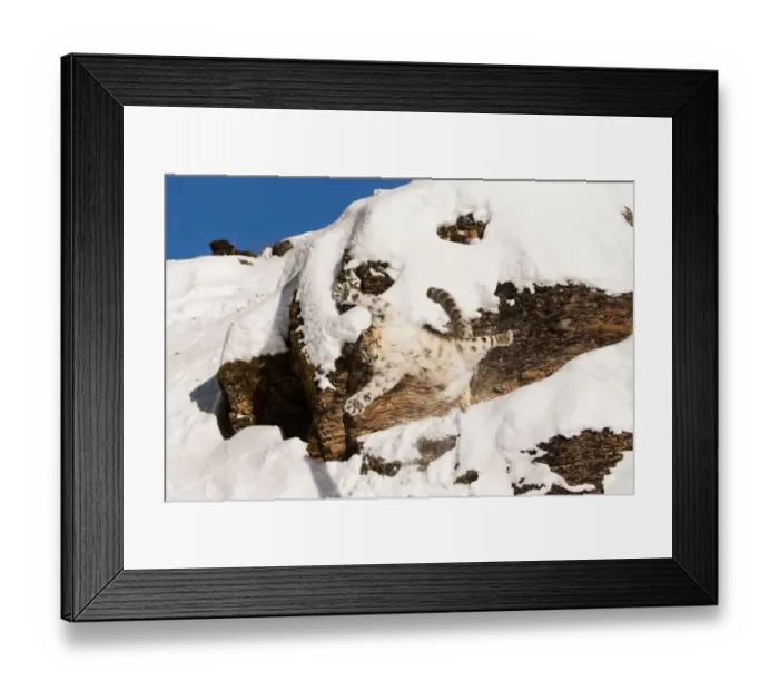 Framed Print : Snow Leopard (Panthera uncia) adult leaping from rock face, Montana, USA Framed Print : Snow Leopard (Panthera uncia) adult leaping from rock face, Montana, USA