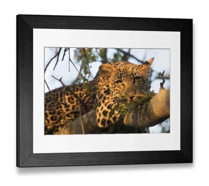 Framed Print : Leopard (Panthera pardus) adult resting on tree branch, Londolozi Game Reserve Framed Print : Leopard (Panthera pardus) adult resting on tree branch, Londolozi Game Reserve