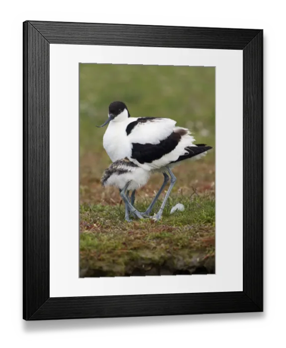 Framed Print : Pied Avocet (Recurvirostra avosetta) chick hiding underneath parent, Texel, Noord-Holland Framed Print : Pied Avocet (Recurvirostra avosetta) chick hiding underneath parent, Texel, Noord-Holland