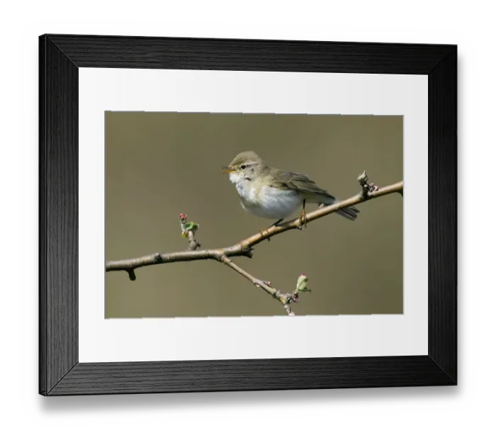 Framed Print : Willow Warbler (Phylloscopus trochilus) singing, Noord-Holland, The Netherlands Framed Print : Willow Warbler (Phylloscopus trochilus) singing, Noord-Holland, The Netherlands