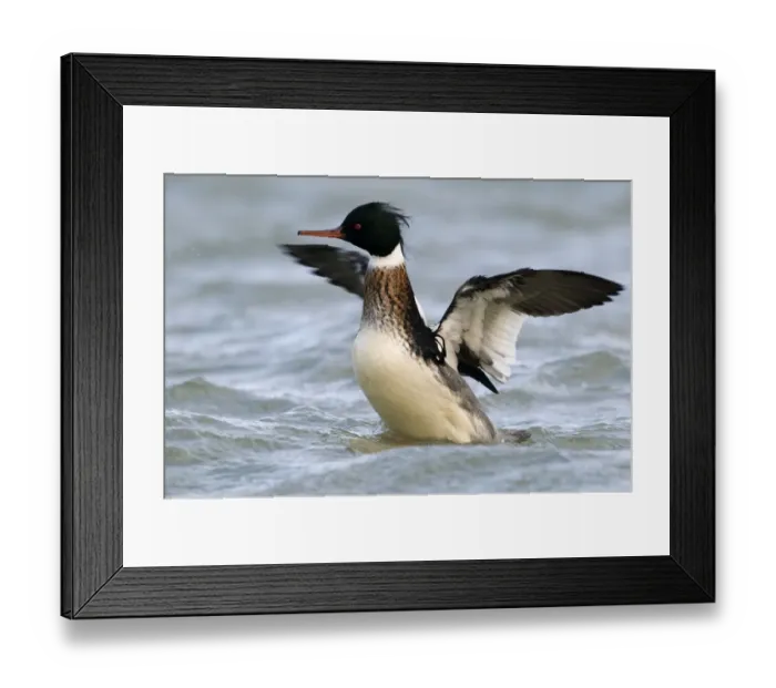 Framed Print : Red-breasted Merganser (Mergus serrator) drake stretching wings, Den Oever, Noord-Holland Framed Print : Red-breasted Merganser (Mergus serrator) drake stretching wings, Den Oever, Noord-Holland